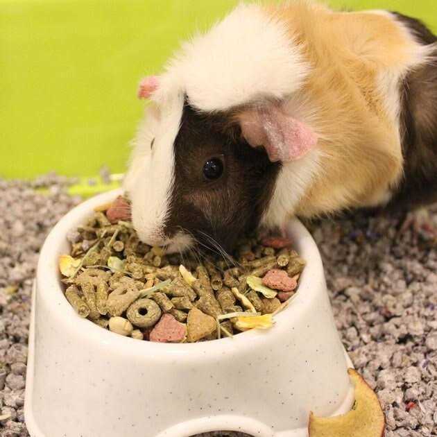Guinea Pig Food F71383
