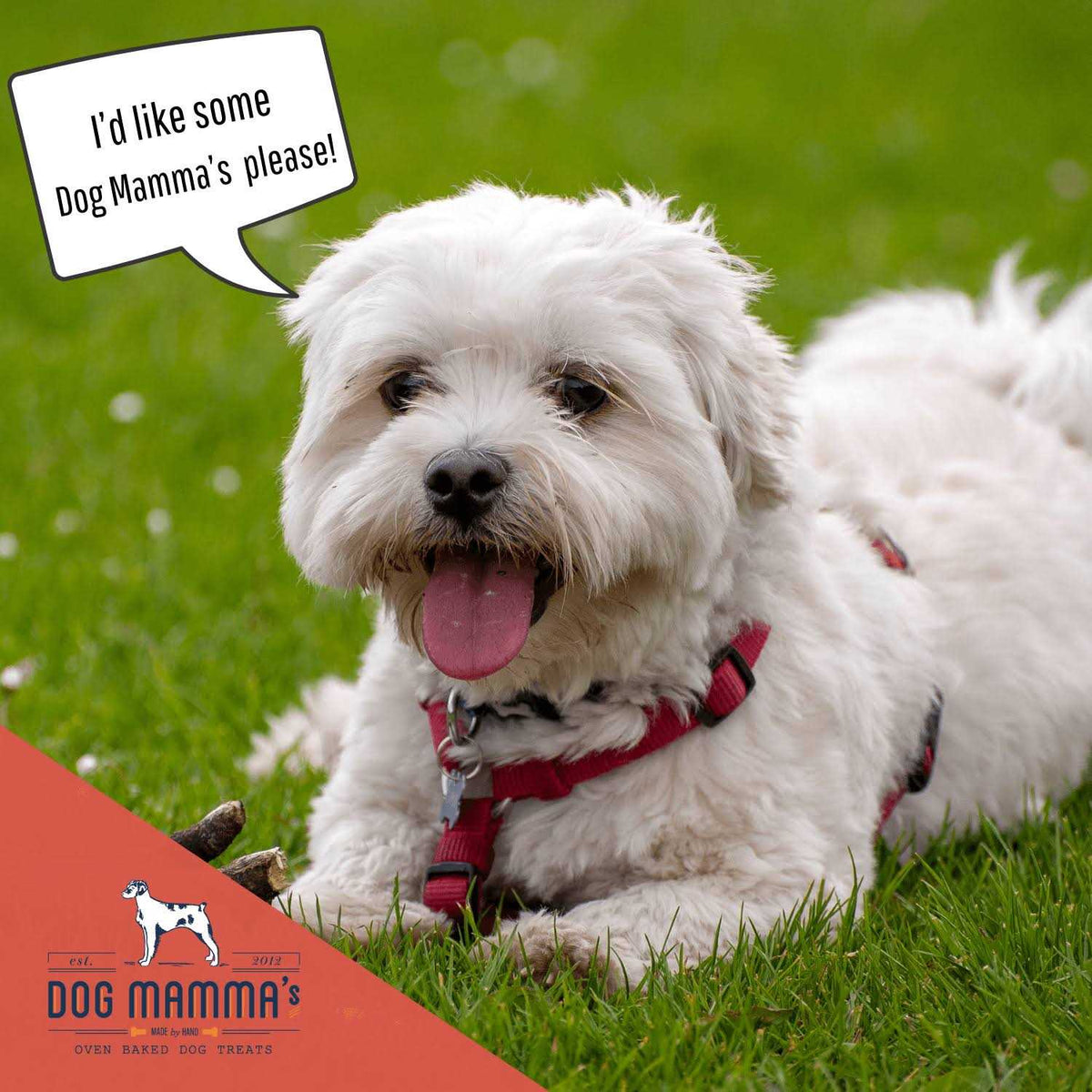 Organic Dog Treats O68844
