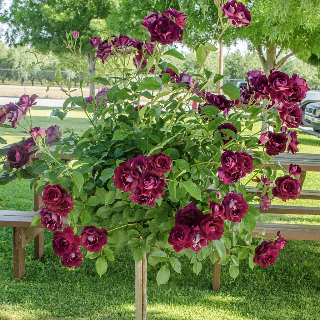 Bare Root Tree Rose U644742