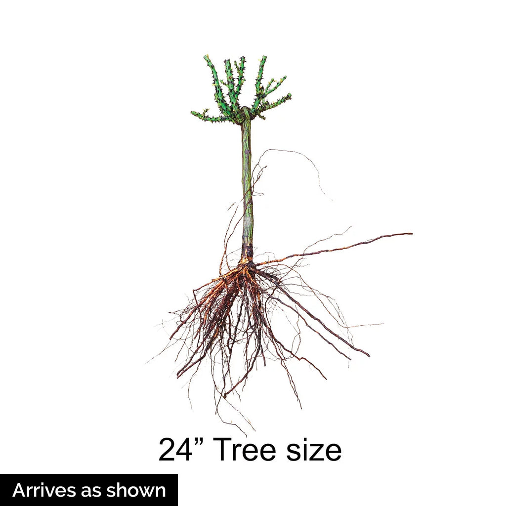 Bare Root Tree Rose U644742