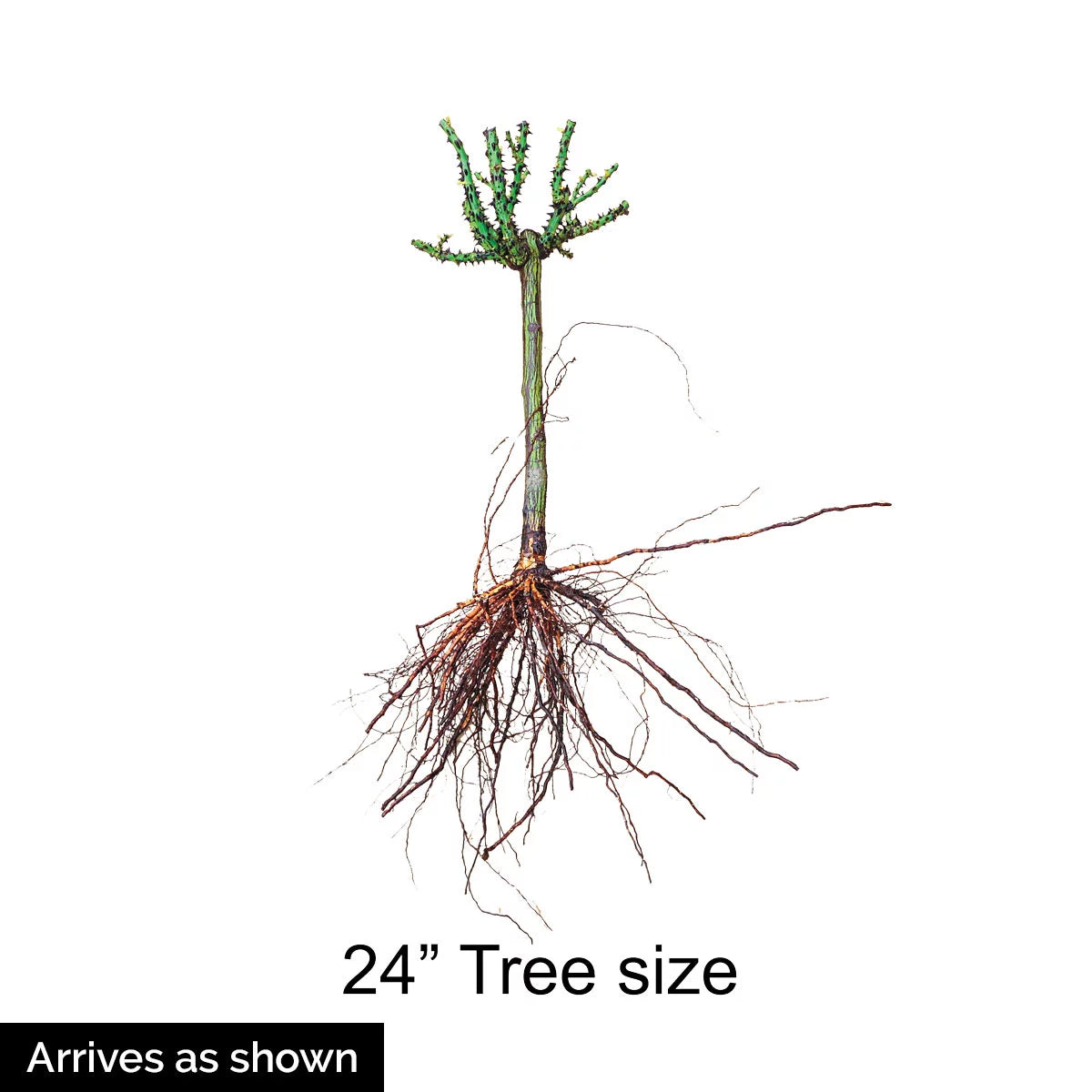Bare Root Tree Rose U644742