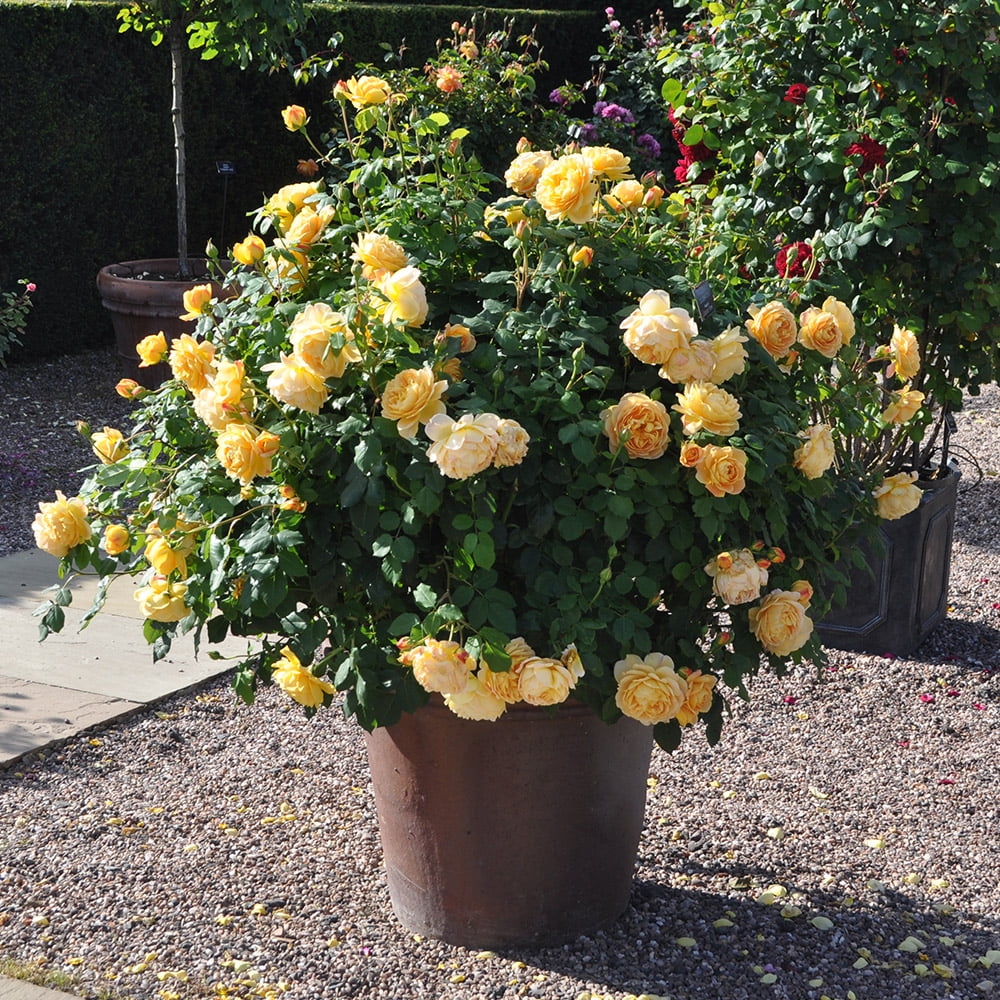 Yellow Rose Bush W1294