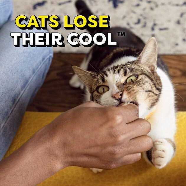 Adult Cat Treats Y52164