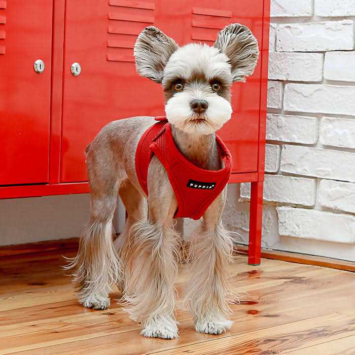 Soft B Vest Dog Harness Z74302