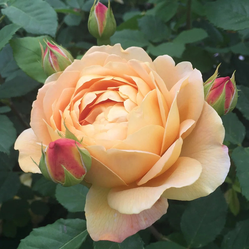 Yellow Rose Bush W1294