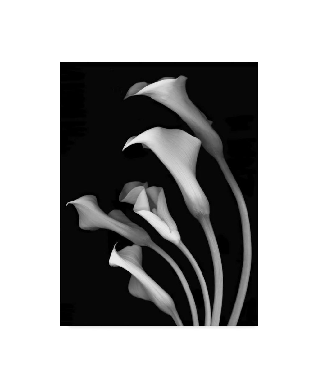 Black and White Canvas Art 35 in. W x 47 in. H V291154