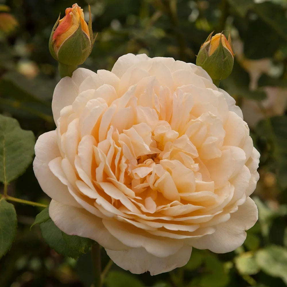 Yellow Rose Bush W1294
