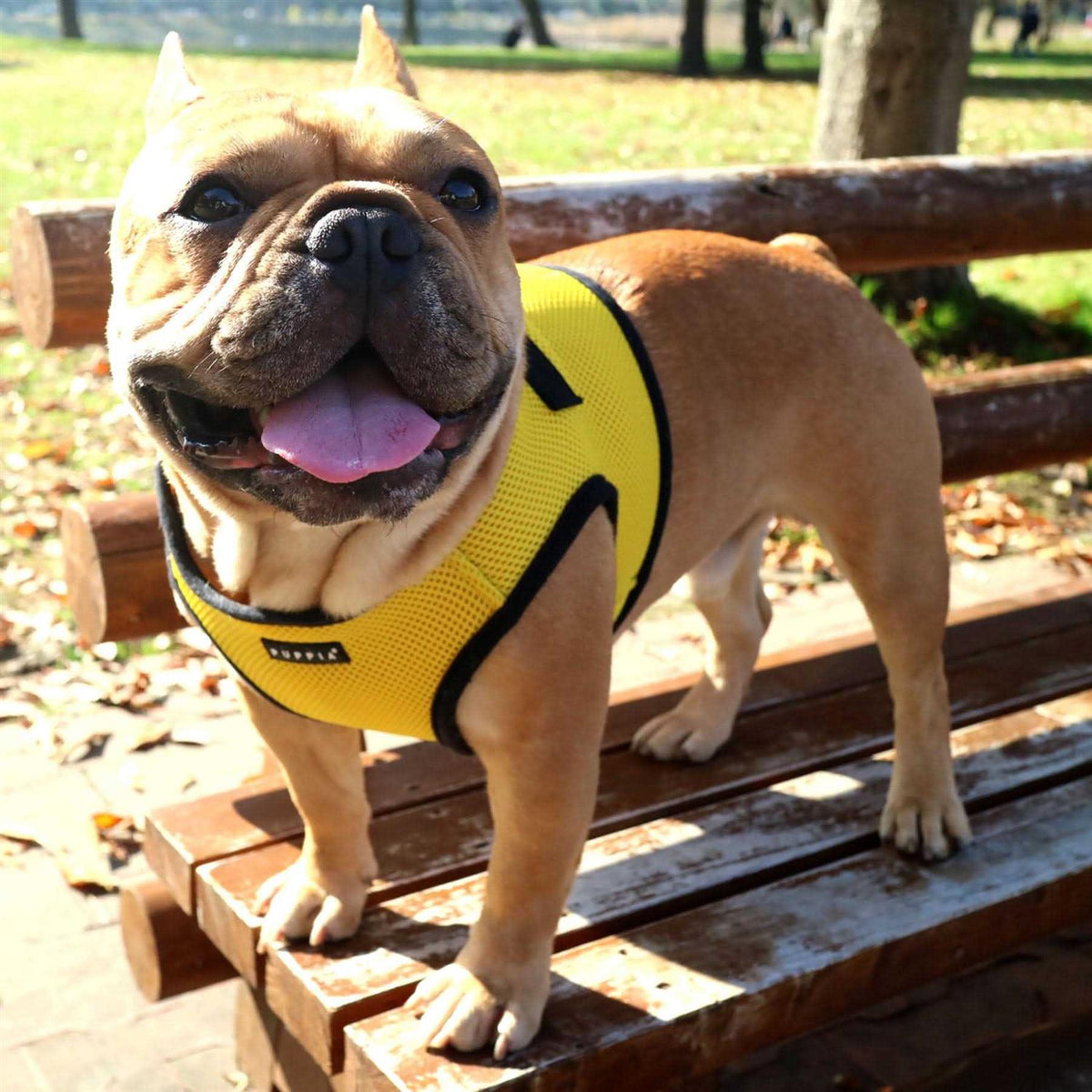 Soft B Vest Dog Harness Z74302