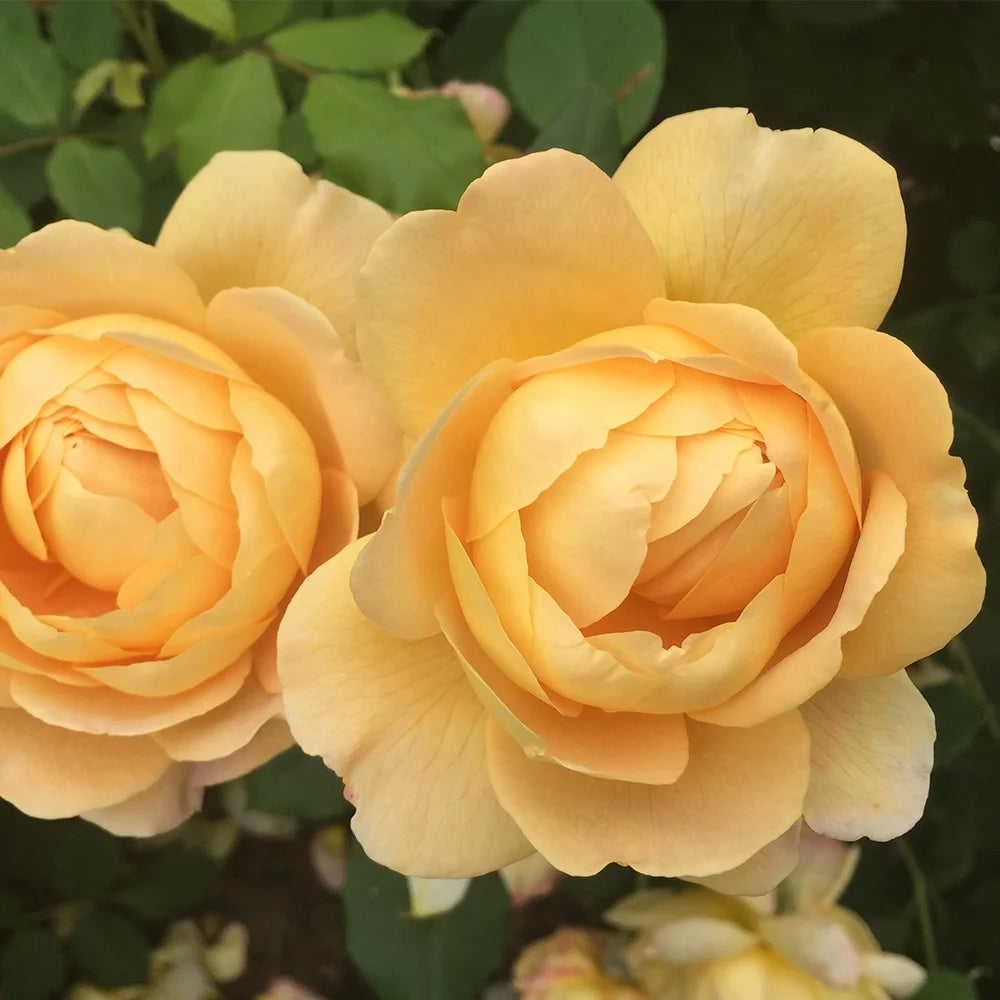 Yellow Rose Bush W1294