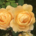 Yellow Rose Bush W1294