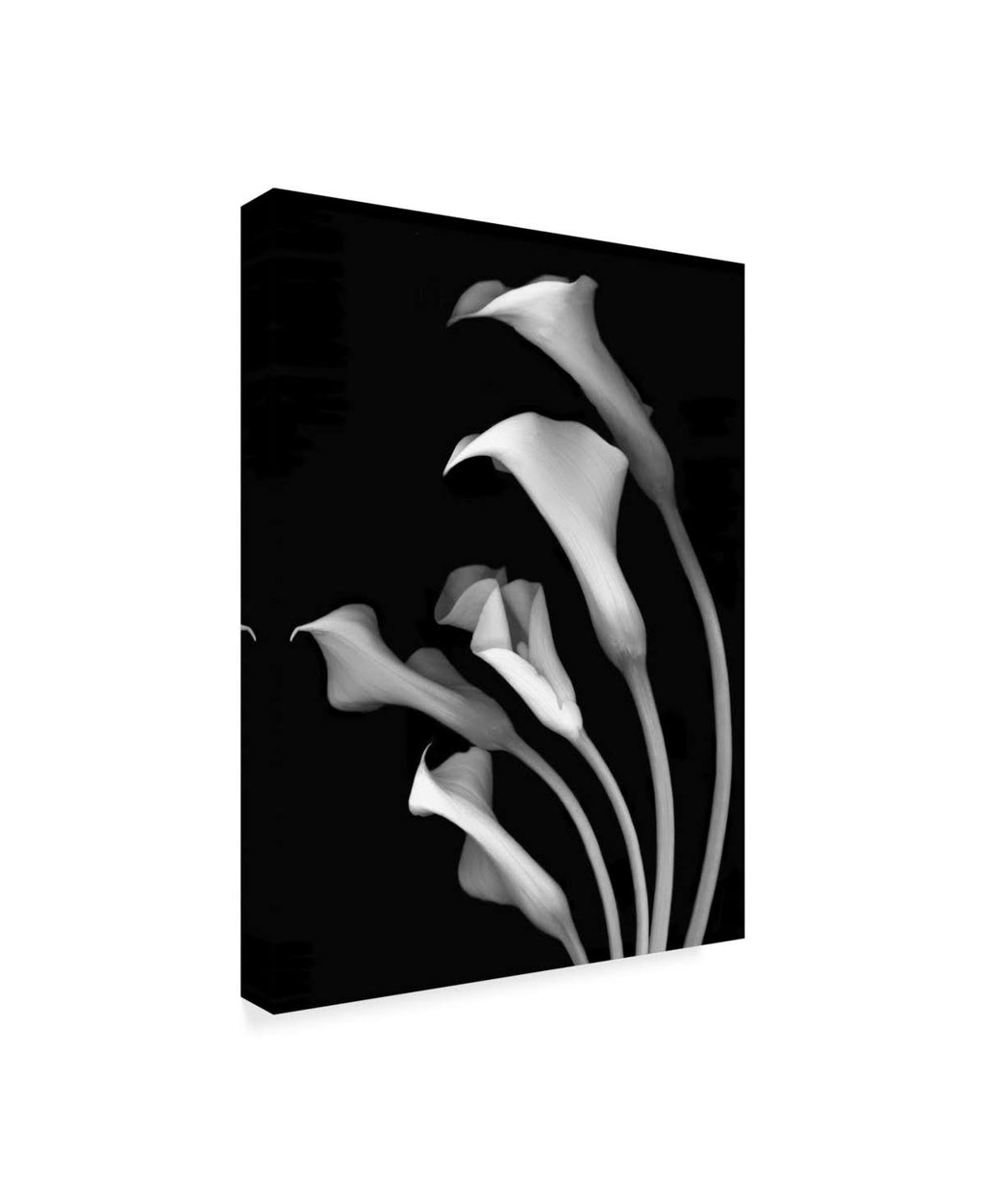 Black and White Canvas Art 35 in. W x 47 in. H V291154