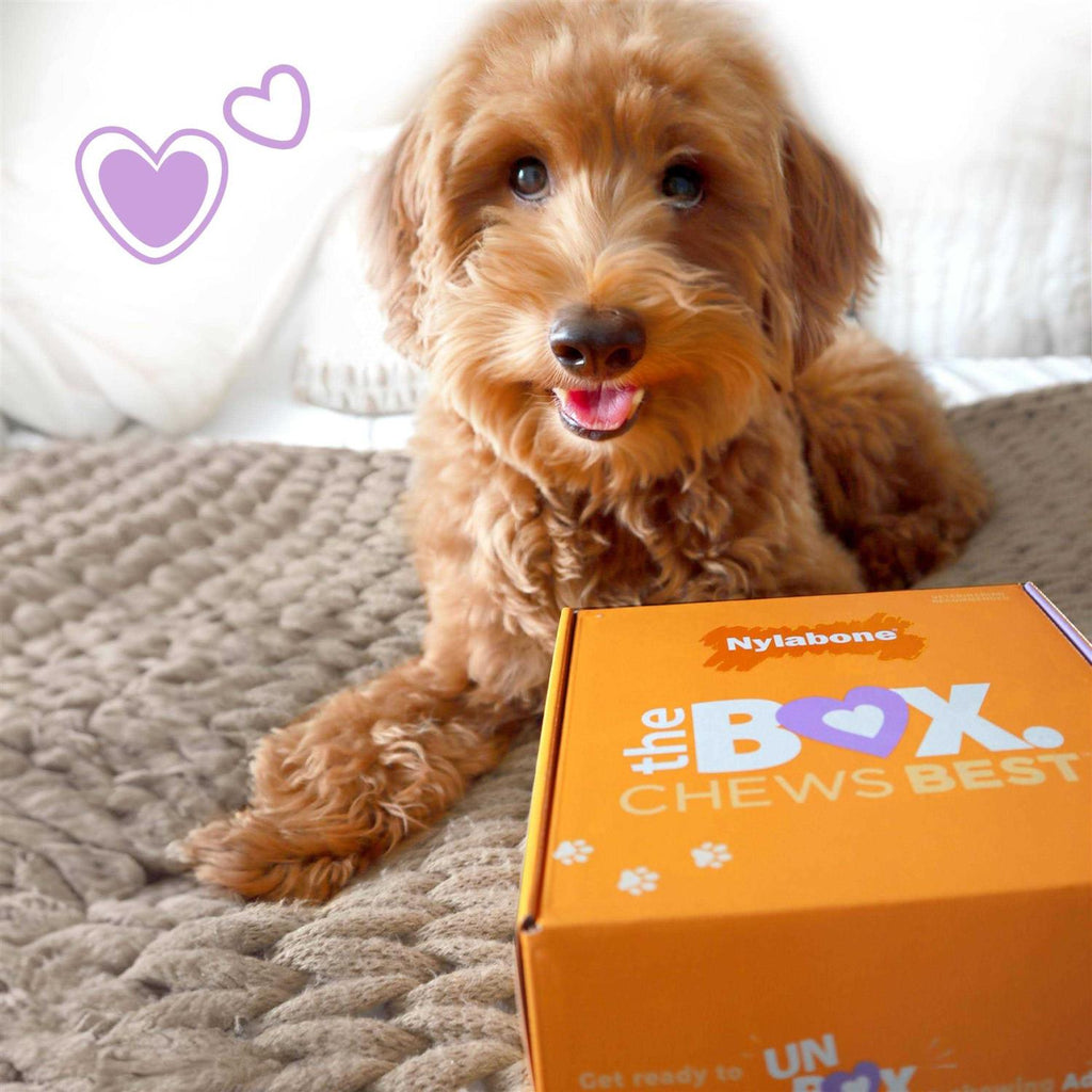 Chew Toy & Treat Gift Box J898