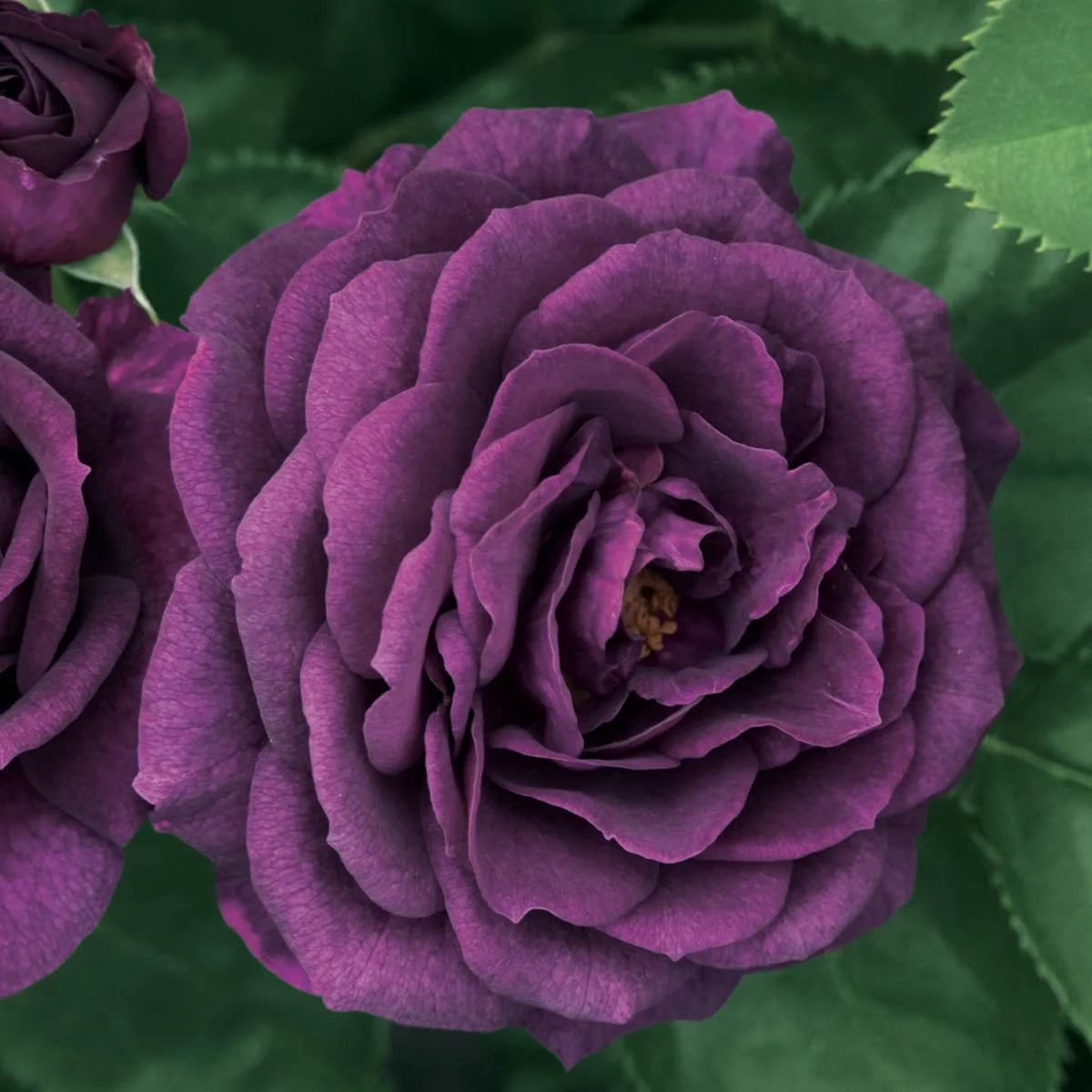 Bare Root Tree Rose U644742