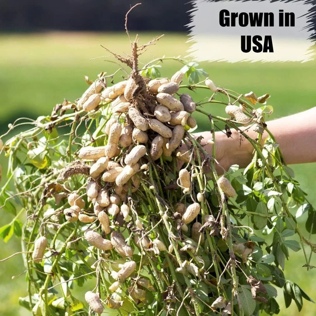 In-Shell Peanuts 25 lbs U996