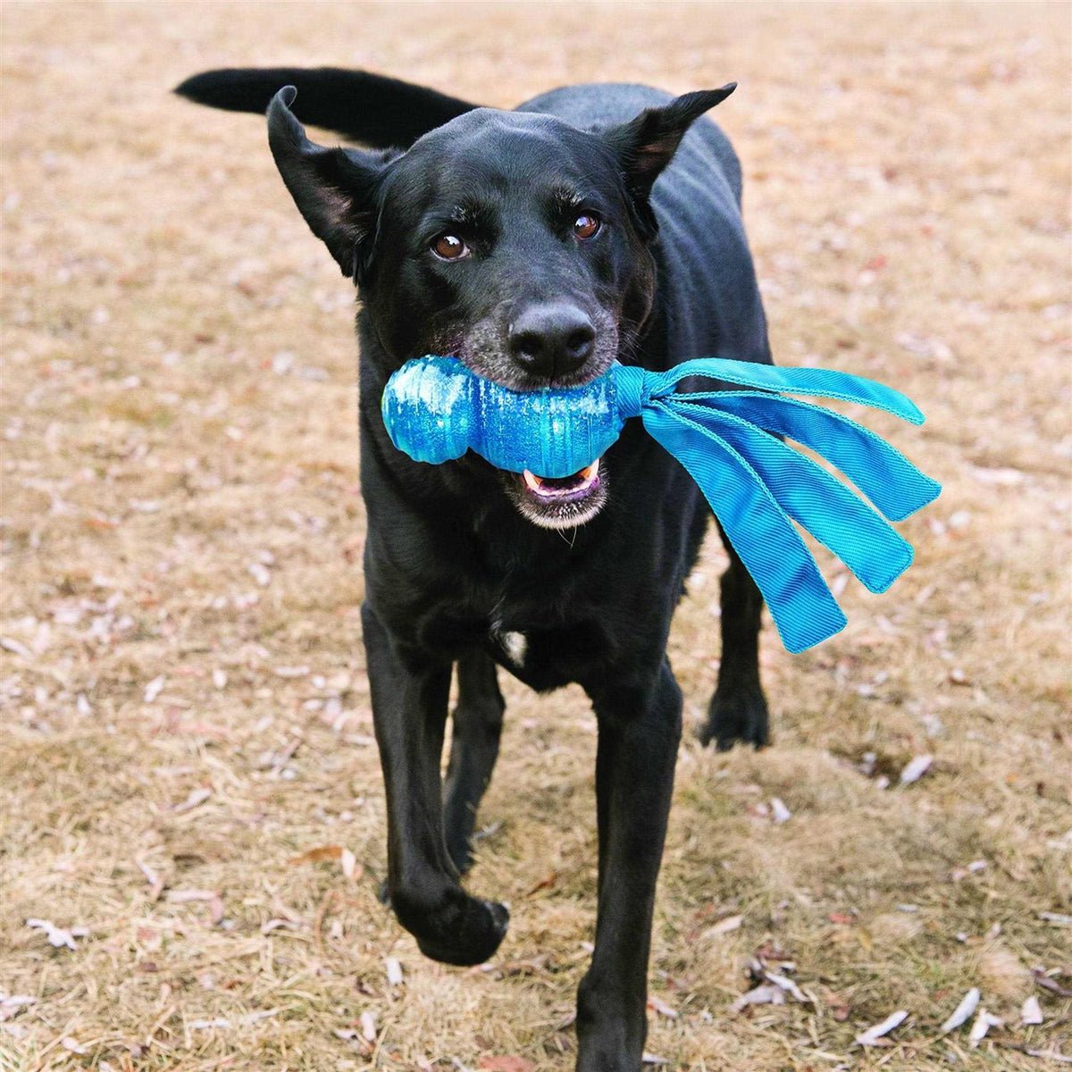 Dog Toy D84743