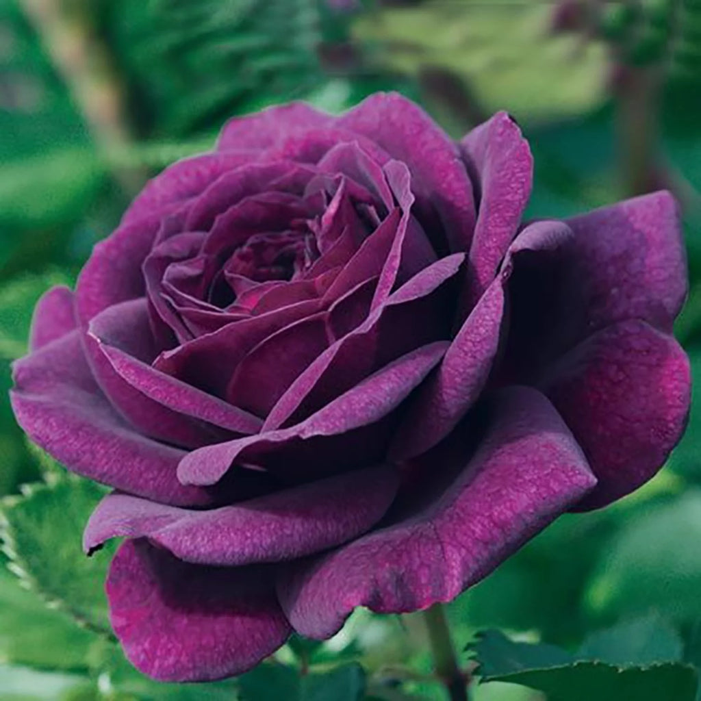 Bare Root Tree Rose U644742