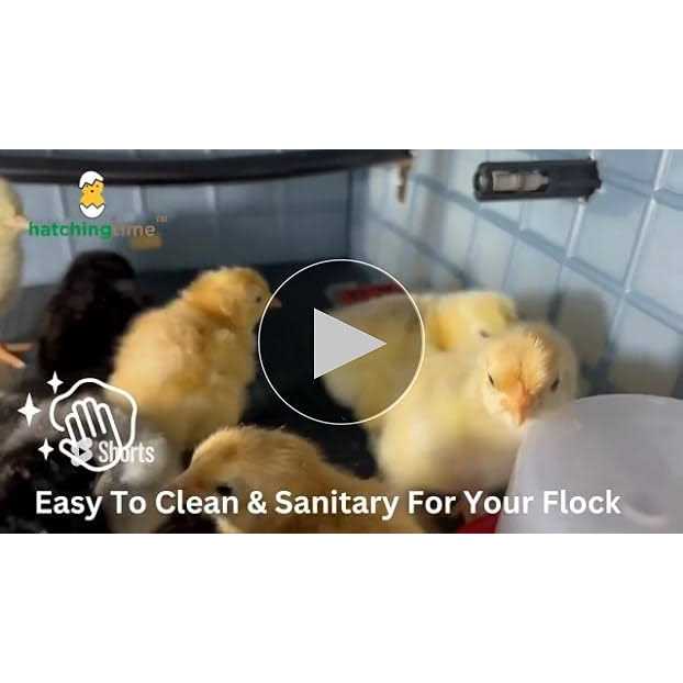 Chick Brooder F925717