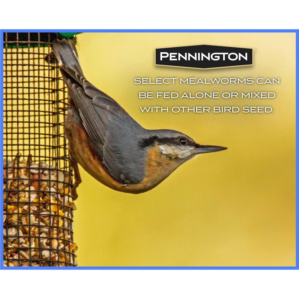 Mealworms Wild Bird Food K442960