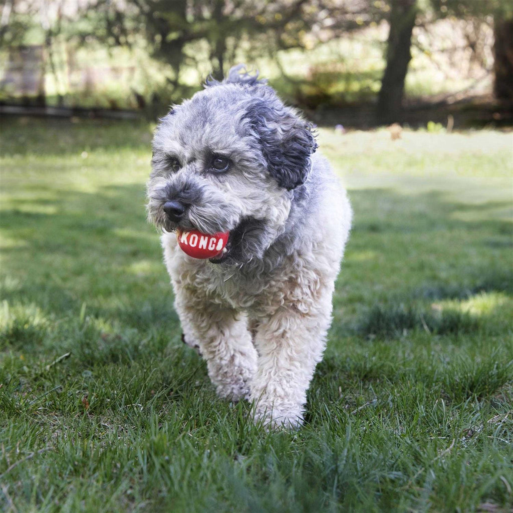Signature Ball Dog Toy K444