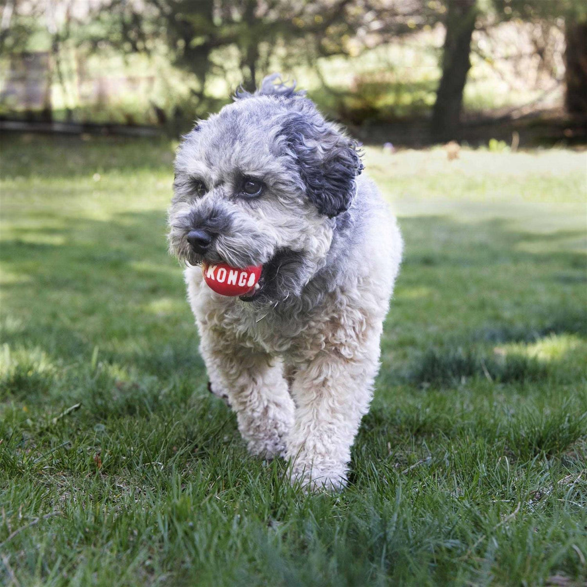 Signature Ball Dog Toy K444