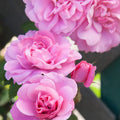 One Gallon Hardy Rose H240
