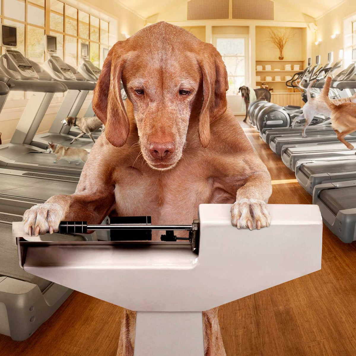 Weight Management Dry Dog Food G8360