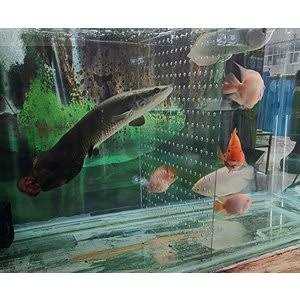 Acrylic Divider Isolation Board with Suction Cups K555437