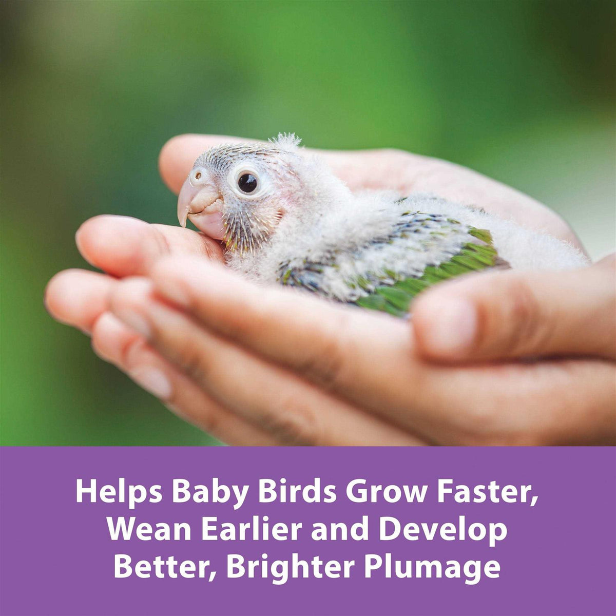 Hand Feeding Formula for Baby Birds B8592